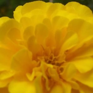 Meet your Posher, Jada